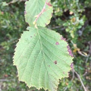 Photographie n°2230862 du taxon Corylus avellana L.