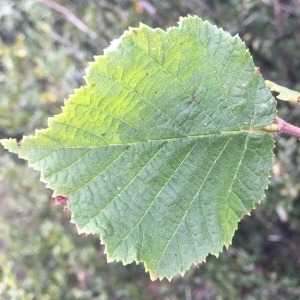 Photographie n°2230863 du taxon Corylus avellana L.