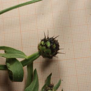 Photographie n°2230882 du taxon Centaurea sicula L.