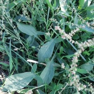 Photographie n°2230892 du taxon Rumex acetosella L. [1753]