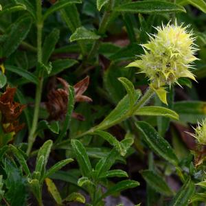 Photographie n°2230928 du taxon Sideritis hyssopifolia L. [1753]