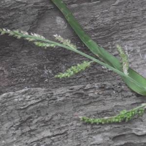 Photographie n°2230935 du taxon Echinochloa crus-galli (L.) P.Beauv. [1812]