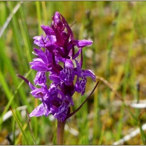 Photographie n°2230944 du taxon Dactylorhiza majalis (Rchb.) P.F.Hunt & Summerh. [1965]