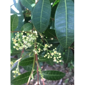 Schinus terebinthifolia Raddi (Faux Poivrier à baies roses)