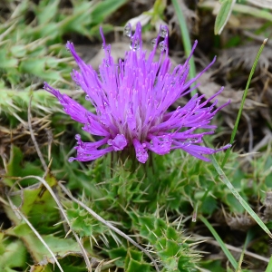 Photographie n°2230965 du taxon Cirsium acaulon (L.) Scop. [1769]