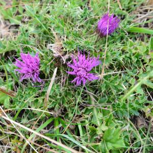 Photographie n°2230967 du taxon Cirsium acaulon (L.) Scop. [1769]