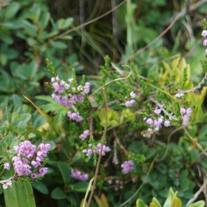 Photographie n°2230985 du taxon Calluna vulgaris Salisb. [1802]