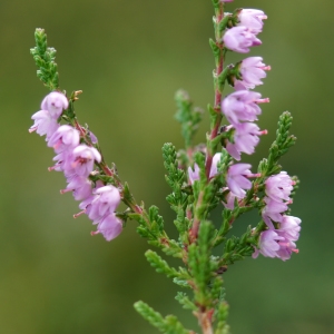 Photographie n°2230987 du taxon Calluna vulgaris Salisb. [1802]