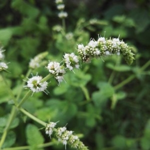 Photographie n°2230998 du taxon Mentha suaveolens Ehrh. [1792]