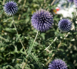 Liliane Roubaudi, le 21 août 2018 (Chamonix-Mont-Blanc)