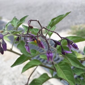 Photographie n°2231047 du taxon Solanum dulcamara L. [1753]