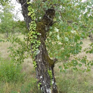 Photographie n°2231073 du taxon Populus nigra L. [1753]