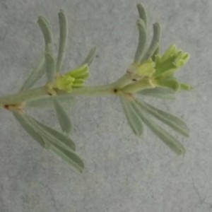 Photographie n°2231079 du taxon Dorycnium pentaphyllum Scop. [1772]