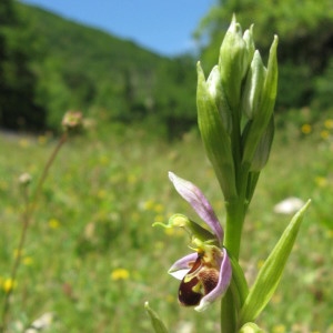 Photographie n°2231082 du taxon Ophrys apifera Huds. [1762]