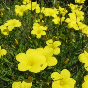 Photographie n°2231083 du taxon Linum flavum L. [1753]