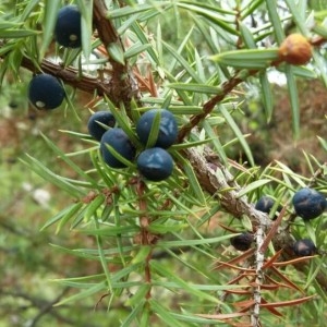 Photographie n°2231084 du taxon Juniperus communis L. [1753]