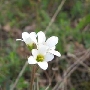 Photographie n°2231105 du taxon Saxifraga granulata L. [1753]