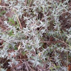 Photographie n°2231121 du taxon Thymus vulgaris L. [1753]