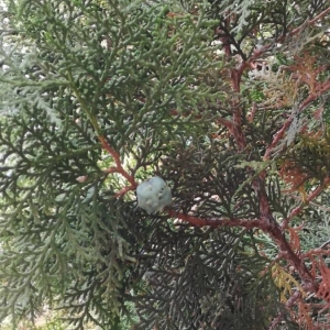 Photographie n°2231124 du taxon Juniperus virginiana L. [1753]