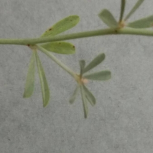 Photographie n°2231127 du taxon Dorycnium pentaphyllum Scop. [1772]