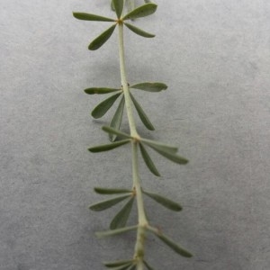 Photographie n°2231128 du taxon Dorycnium pentaphyllum Scop. [1772]