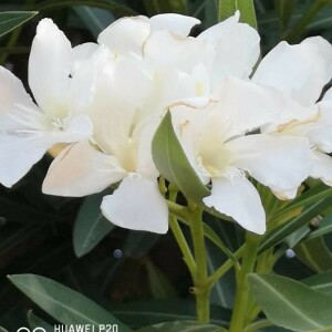 Photographie n°2231133 du taxon Nerium oleander L. [1753]