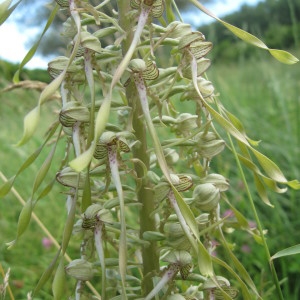 Photographie n°2231155 du taxon Himantoglossum hircinum (L.) Spreng. [1826]