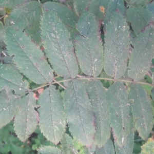 Photographie n°2231187 du taxon Sorbus aucuparia L. [1753]