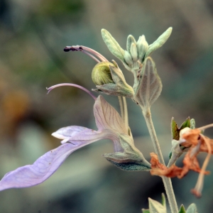 Photographie n°2231199 du taxon Teucrium fruticans L. [1753]