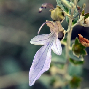 Photographie n°2231200 du taxon Teucrium fruticans L. [1753]