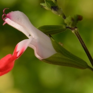 Photographie n°2231206 du taxon Salvia microphylla Kunth [1818]