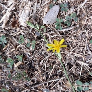 Photographie n°2231239 du taxon Chondrilla juncea L. [1753]