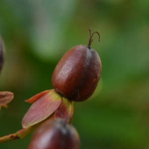 Photographie n°2231249 du taxon Hypericum androsaemum L. [1753]