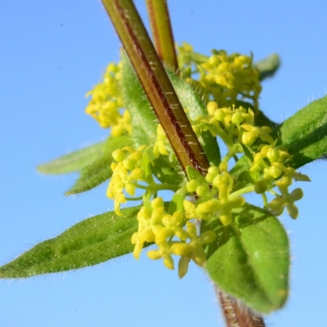 Photographie n°2231251 du taxon Cruciata laevipes Opiz [1852]