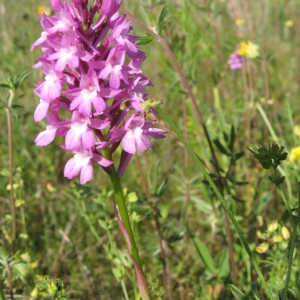 Photographie n°2231263 du taxon Anacamptis pyramidalis (L.) Rich. [1817]