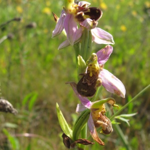 Photographie n°2231264 du taxon Ophrys apifera Huds. [1762]