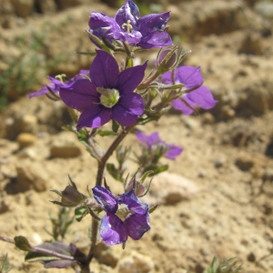 Photographie n°2231271 du taxon Legousia speculum-veneris (L.) Chaix [1785]