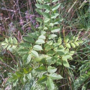 Photographie n°2231289 du taxon Fraxinus excelsior L. [1753]