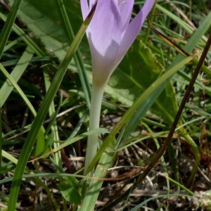 Photographie n°2231291 du taxon Colchicum autumnale L. [1753]