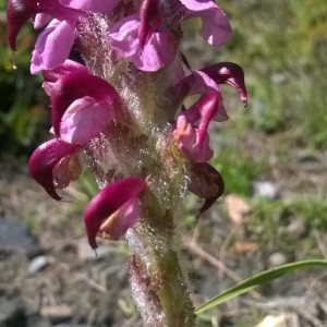 Photographie n°2231302 du taxon Pedicularis mixta Gren. [1853]