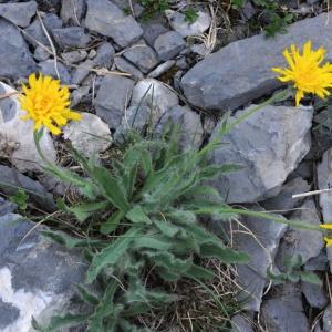 Photographie n°2231351 du taxon Hieracium piliferum Hoppe [1799]