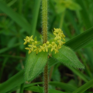 Photographie n°2231363 du taxon Cruciata laevipes Opiz [1852]