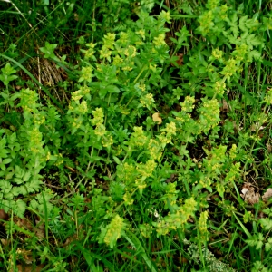 Photographie n°2231364 du taxon Cruciata laevipes Opiz [1852]