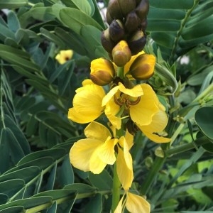 Photographie n°2231368 du taxon Senna alata (L.) Roxb.