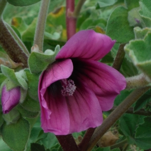 Photographie n°2231384 du taxon Lavatera arborea L. [1753]