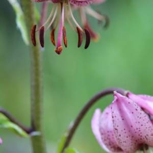 Photographie n°2231389 du taxon Lilium martagon L.