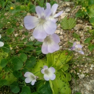 Photographie n°2231413 du taxon Pinguicula corsica Bernard & Gren. [1853]