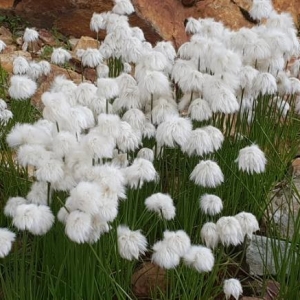 Photographie n°2231416 du taxon Eriophorum scheuchzeri Hoppe [1800]