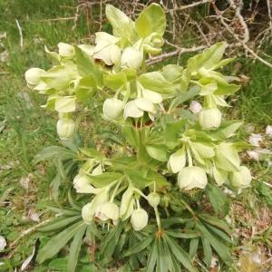 Photographie n°2231447 du taxon Helleborus foetidus L. [1753]