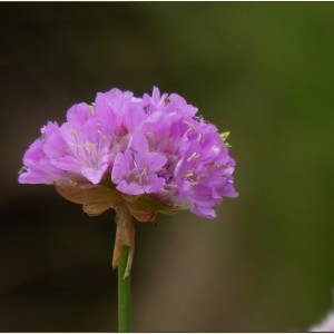 Photographie n°2231450 du taxon Armeria alpina Willd. [1809]